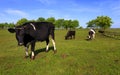 Illustration Ã¢â¬â piebald farm milk cows on a pasture in Biebrzanski Natioal Park in Poland Royalty Free Stock Photo